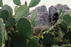 nopal